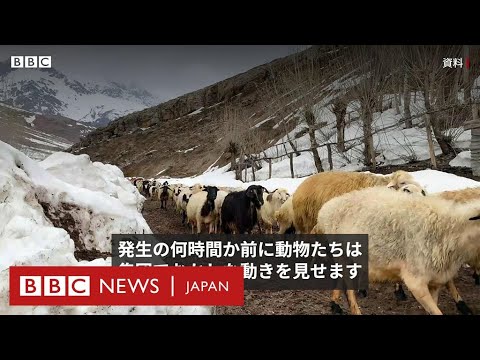 動物は大きな揺れを予知していたのか　トルコ・シリア地震