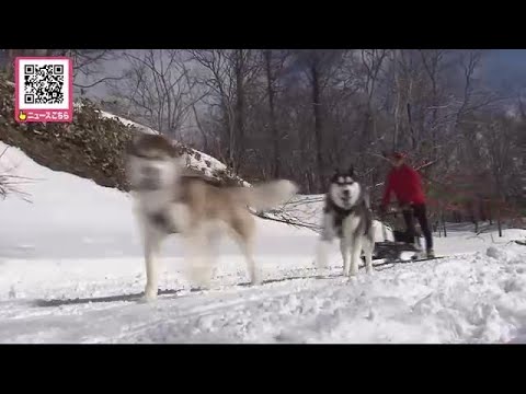 【犬ぞり大会 開幕】北海道石狩市で「第1回犬ぞり大会」 34チームが絶好のコンディションの中500メートルのコースで タイム競う (24/03/10 18:05)