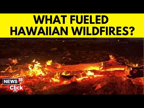 Hawaii Wildfire News | Deadly Wildfire Ravages Hawaii | What Caused The Deadly Wildfires? | News