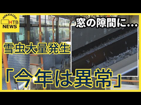 「うげ～」屋根の上に大量の雪虫札幌市内で大量発生バス会社も悲鳴「今年は異常です」