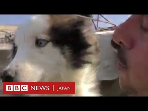 トルコ地震、発生23日後に犬を救出　建物のがれきの下から