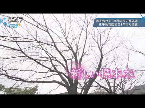 王子動物園の桜の標本木　21年ぶりに変更