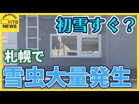 札幌の初雪近い？　冬の訪れを告げる「雪虫」大量発生“出始めて2週間で雪が降る”の通説は…