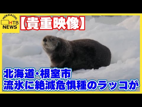 【貴重映像】流氷に乗ってぷかぷかと…絶滅危惧種のラッコ　わずか100m先で「モゾモゾ」北海道・根室市