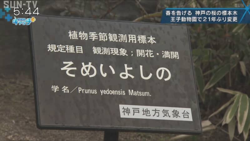 神戸地方気象台 王子動物園の桜の標本木21年ぶりに変更